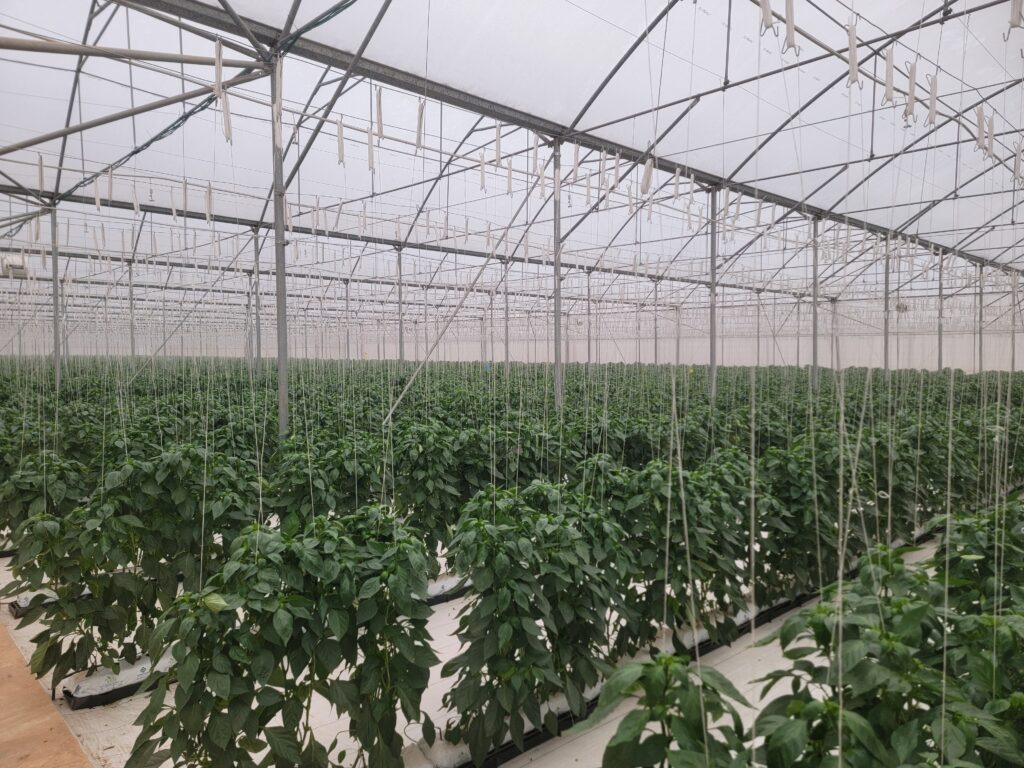 THE RISING TIDE OF AGRIBUSINESS – A GENERAL OVERVIEW OF AGRIBUSINESS IN NIGERIA