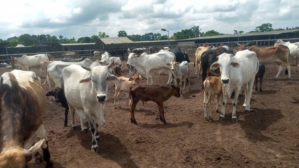TEST YOUR KNOWLEDGE ON LIVESTOCK BREEDING
