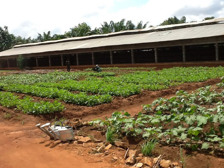 THE BENEFITS OF INTEGRATING LIVESTOCK AND CROP FARMING