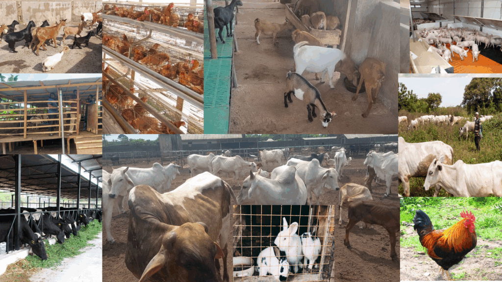 FREE-RANGE VS. CONFINED LIVESTOCK SYSTEMS: AN ANALYTICAL PERSPECTIVE