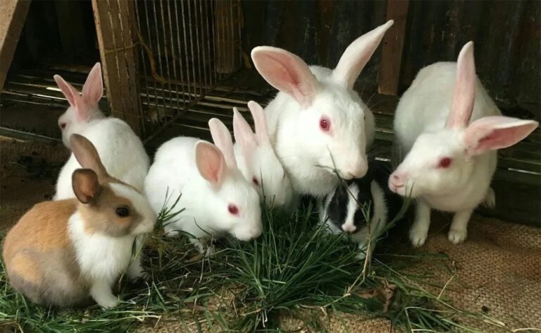 Step-by-Step Guide to Starting a Successful Rabbit Farming Business