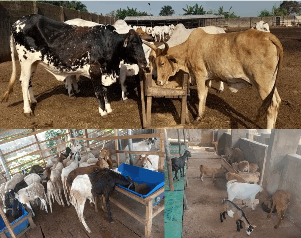 RUMINANTS FEED PRODUCTION BUSINESS(AUDIO BROADCAST.Mp3)