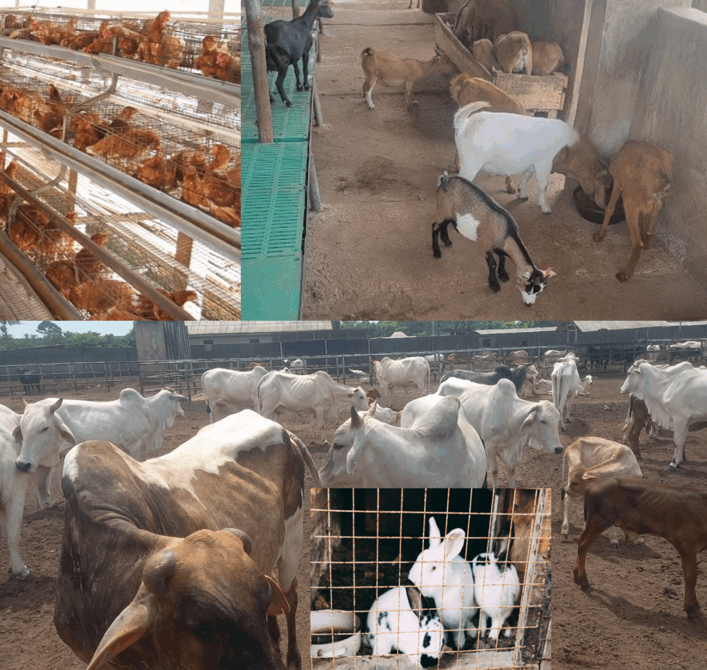 NIGERIA’S MINISTRY OF LIVESTOCK DEVELOPMENT: 10 PRIORITIES FOR 2025