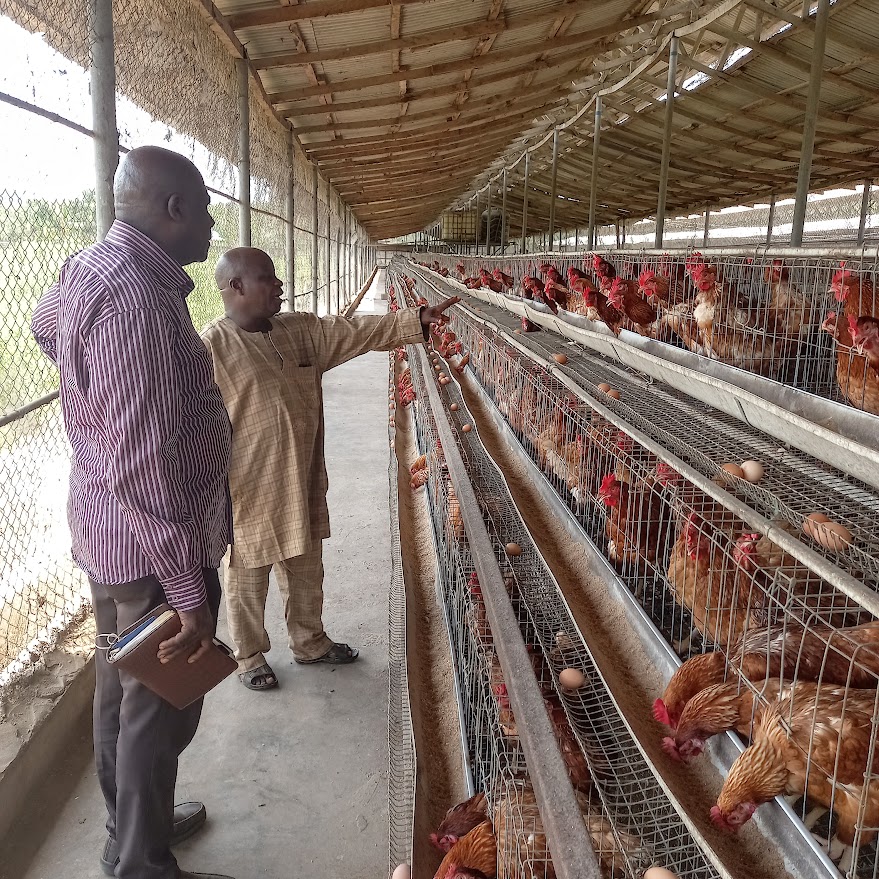 COMPREHENSIVE GUIDE TO STARTING A LAYER CHICKEN FARM FOR TABLE EGG PRODUCTION