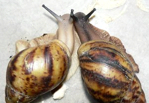 SNAIL FARMING AND VALUE CHAIN BUSINESS