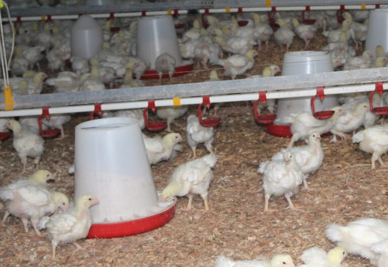 ADVANTAGES OF NUTRIENTS-RICH BROILER STARTER AND FINISHER CHICKEN FEEDS