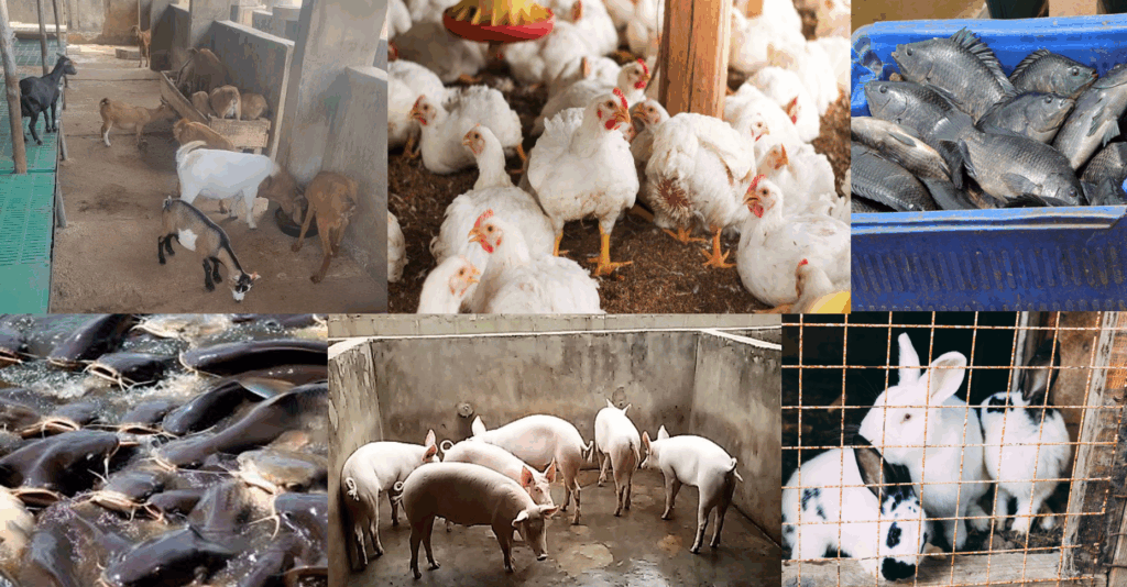 10 FAST-GROWING PROFITABLE ANIMALS FOR SMALL-SCALE FARMERS IN AFRICA