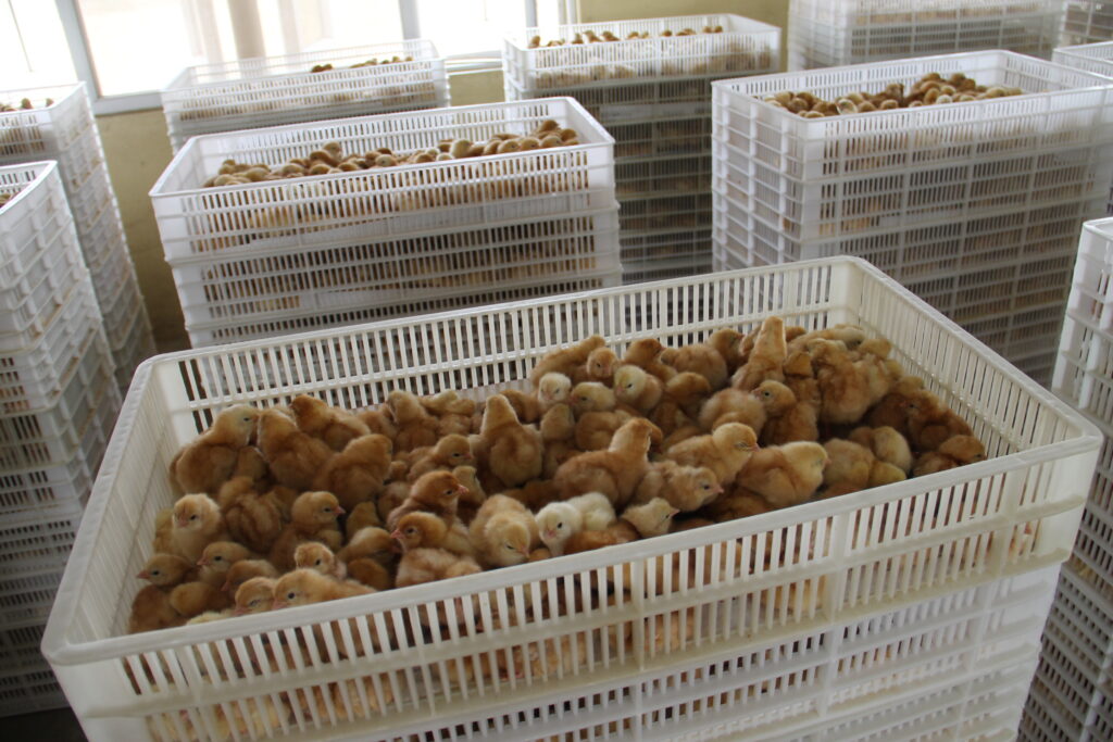 FEED SUPPLEMENTS FOR POULTRY IN NIGERIA