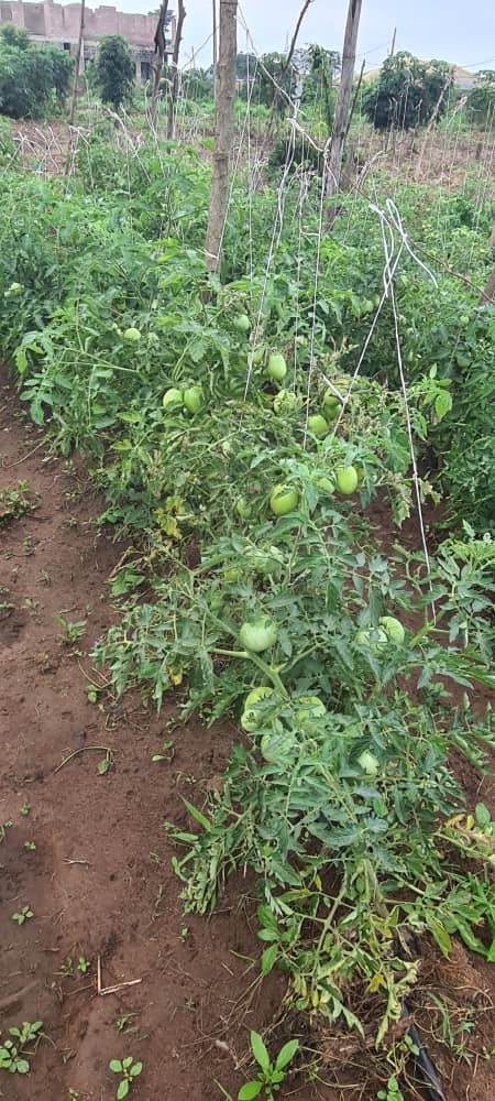 TOMATO FLOWER ABORTION IN OPEN FIELD CULTIVATION: CAUSES, PREVENTION, AND CONTROL