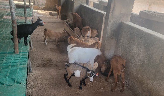 CHECKLIST FOR STARTING A SUCCESSFUL GOATS AGRIBUSINESS