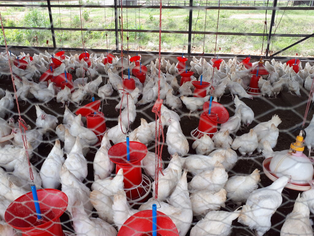 BUSINESS MODEL FOR OUT-GROWER SCHEME IN BROILER CHICKEN PRODUCTION