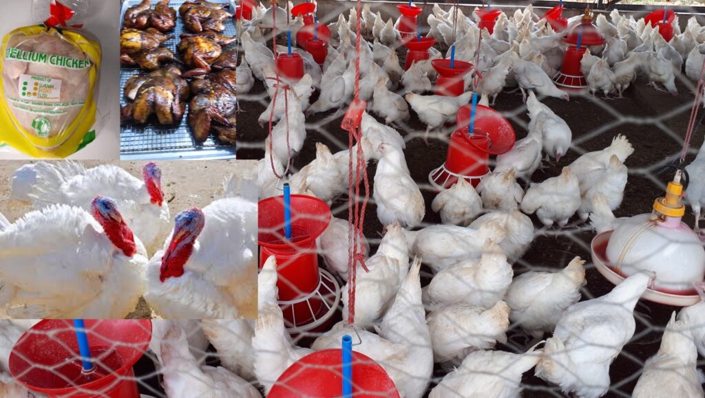 THE PAINS AND GAINS OF POULTRY BUSINESS DURING THE CHRISTMAS SEASON