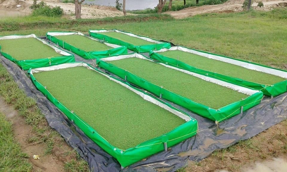 AZOLLA FARMING AND PROCESSING: A LUCRATIVE BUSINESS OPPORTUNITY FOR INVESTORS