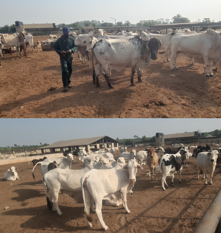 NIGERIA’S FIRST CATTLE EMBRYO TRANSFER AT A & A HARMONY FARMS IN OGUN STATE